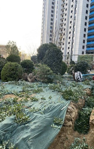 建業天璽綠化施工正式啟動，匠心打造生態宜居社區